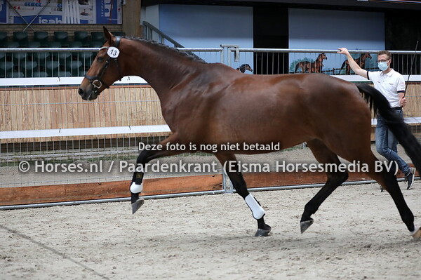13 Jafaith (Florencio x Faith v. Sorento) Chanella Jongbloed