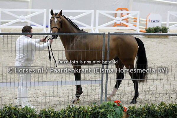 126 Ninja (Ibolensky x Rosalinda v. Ahorn)