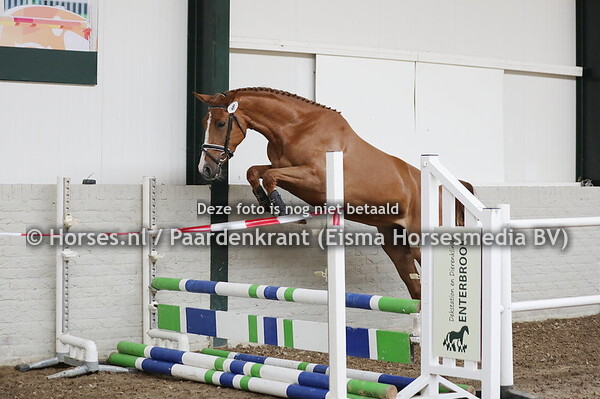 8 Oude Griep's Lady (Collman x Balou Lady v. Balou du Rouet)