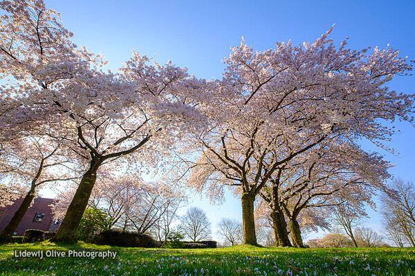 Enschede - bloesem stadsveld