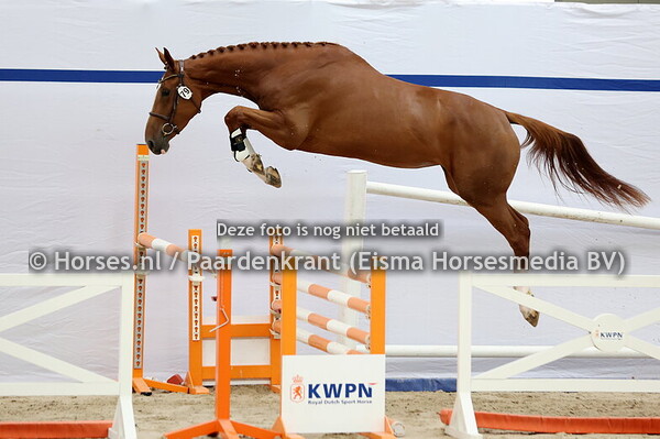 79 Sabrina VM (Lambada Shake AG x Mojita VM v. Classe HS)