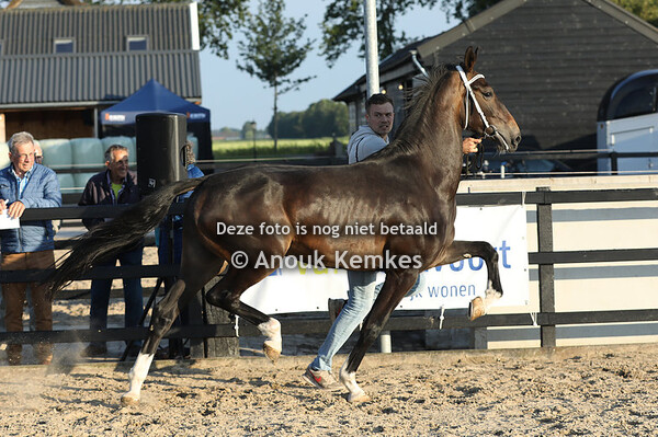 Rilady T ( Lanto HBC x Eebert )