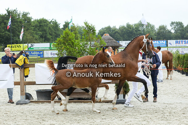 25 - Versneller ( Macho x Fantijn )