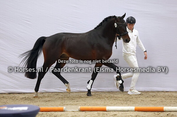 525 (Totilas x Riccone)