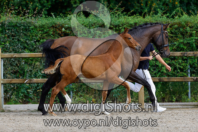 Royal Diamond v. Le Formidable