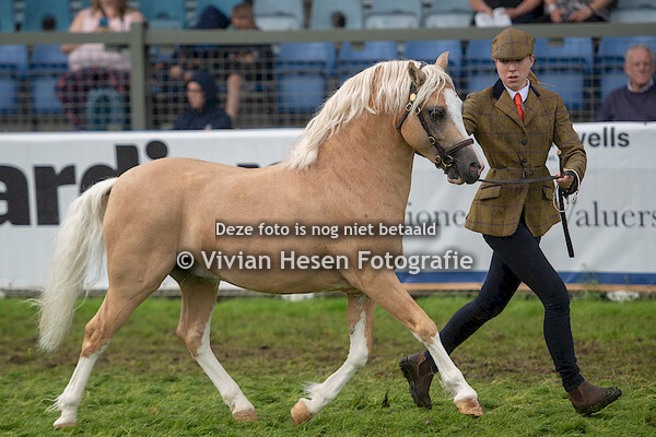 Junior Stallions Section A