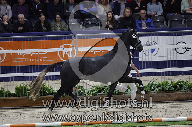 Princeton v. Glamourdale - 373