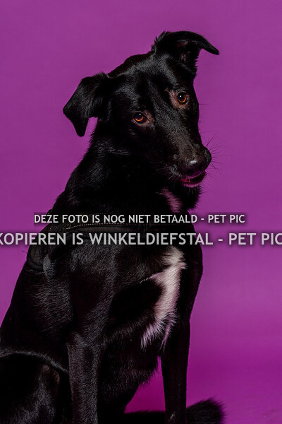 hond 08
