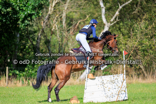 sgw bollert brons paarden m 14-09-25