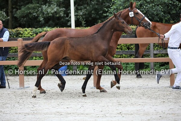 42 Olaf (Cantona TN x Wariena v. Guidam)