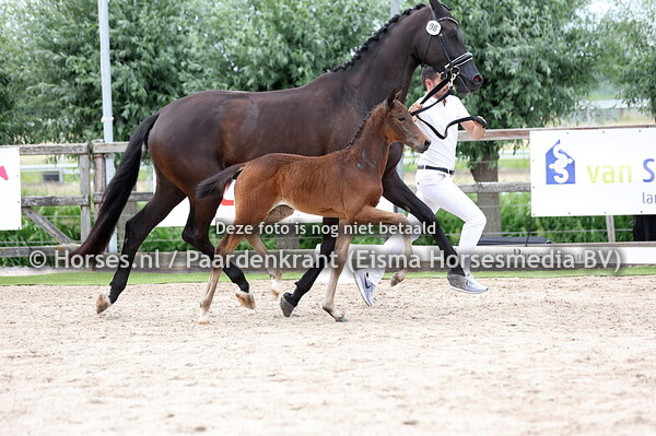 98 Vliets Viola (O Toto vd Wimphof x Roxy-Rose v.Bordeaux)