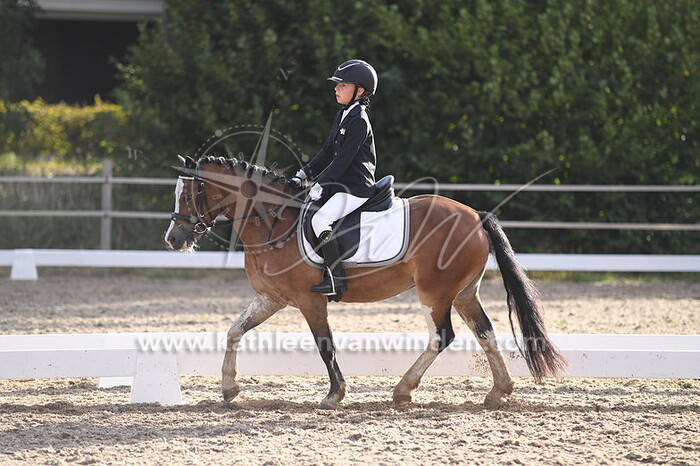 Klasse B pony's