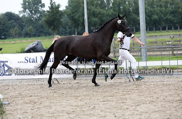 60 Lafayette Texel (Glock's toto jr x Fay I Texel v. Jazz)