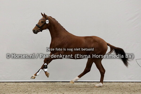 316 Naristo (Charmeur x Eriska v. Vivaldi)
