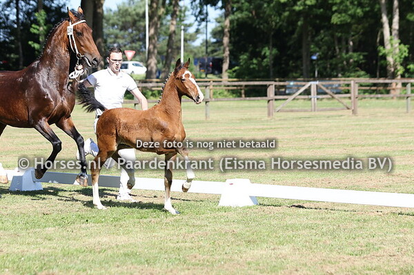 231 Vanderloo lake vd Arenshoeve (Macho x Lidane v, Eebert)