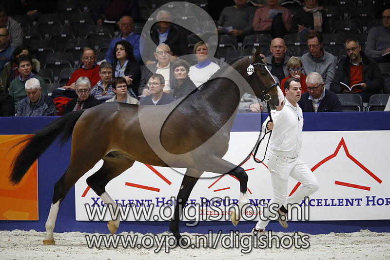 Laidback Luke WM v. Stakkato Gold