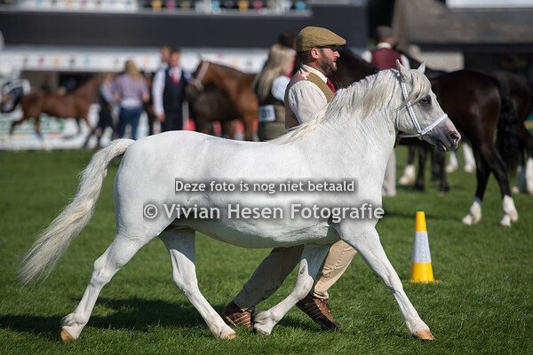 Barren Mares Section A