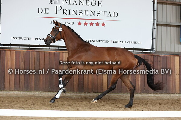 34 Signorita (Jovian x Linola M v. Rousseau)