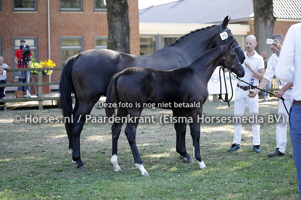 75 Starfeet (Nirvano x Schumacher)