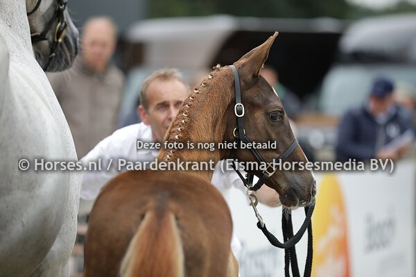 25-08-2020 Veulenkeuring Tolbert
