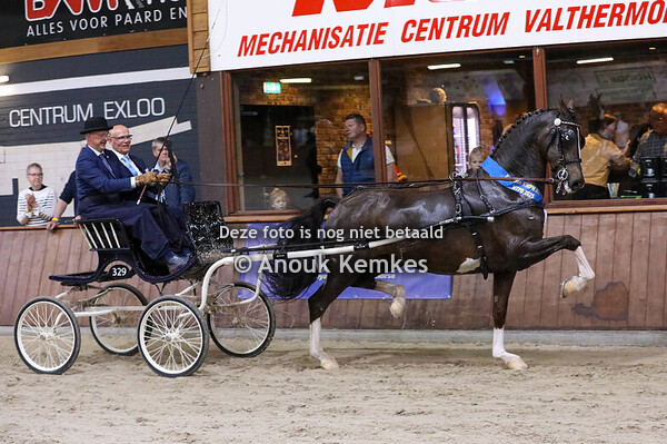 KWPN Merries in tuig 