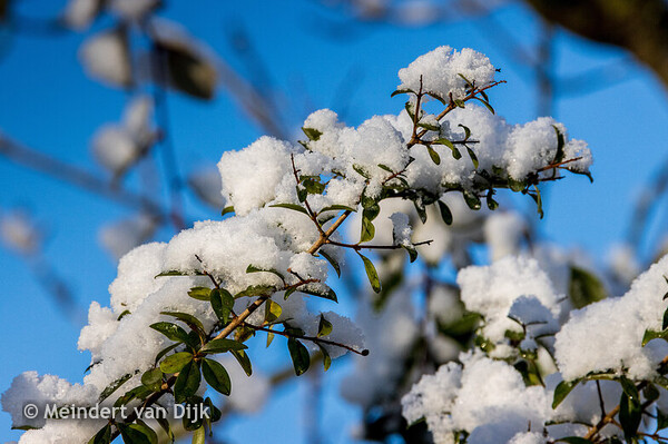 MCL - tuinen Nieuw Mellens (e.o.)