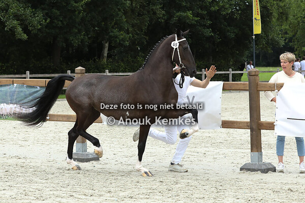 65 - Simondra GSM ( Neon GSM x Pronkjuweel )