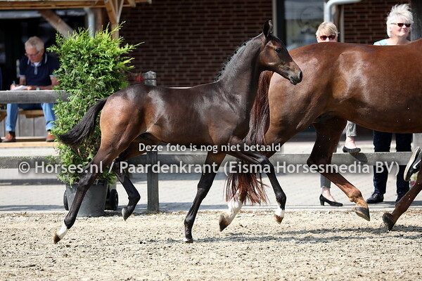 27 Olympus SNW (Totilas x Havidella v. Vivaldi)