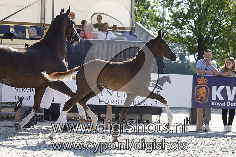 The Boss v. Le Formidable