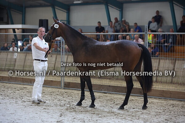 46 Simara (Zirocco Blue x Jimara v. Indoctro)