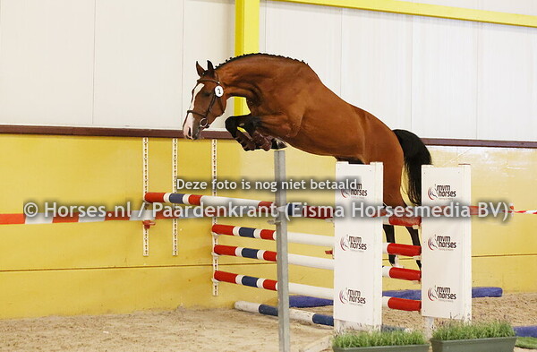 28-06 CK springpaarden en Stbk De Steeg