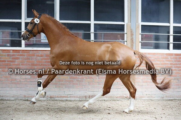 19-06-24 Stamboekkeuring Lonneker