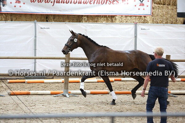 45 Sanne Marein (Dynamic Dream x Naomi Marein v. Dettori)