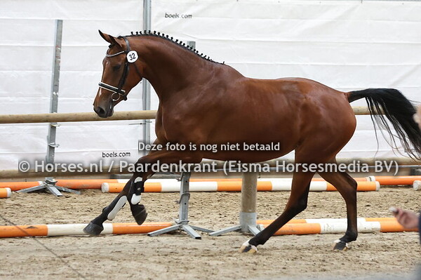 32 Sissizelma (Expression x Kyruzelma v. Uphill)