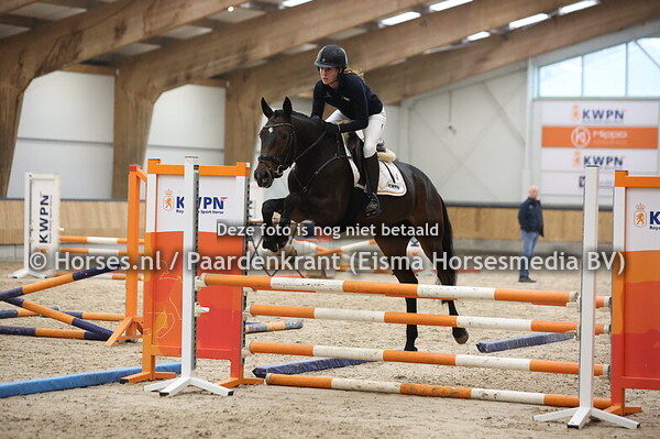 14 Swan Ludine S (Diarado x Takkieludine v. Calvados)