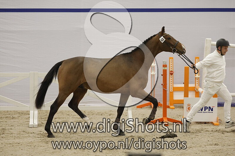 Dorso Wiro Z v. Dominator Z