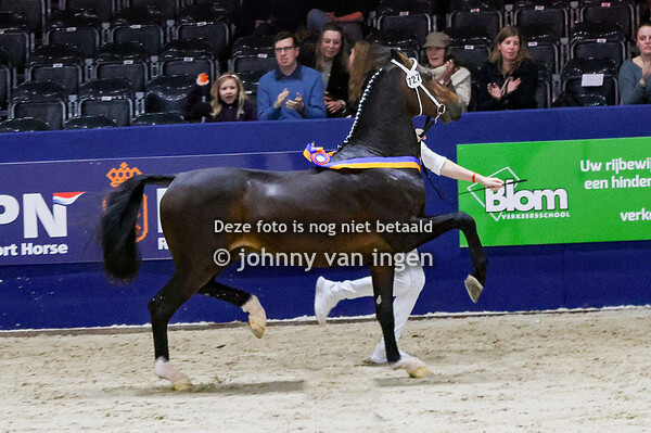Tweede bezichtiging tuigpaard hengsten 2024