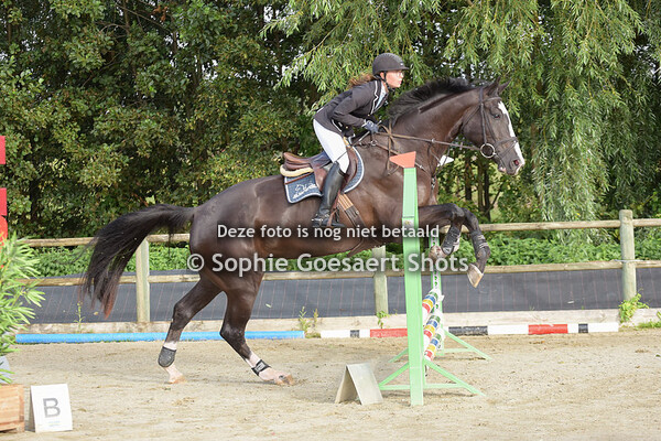 Paarden clear round 60