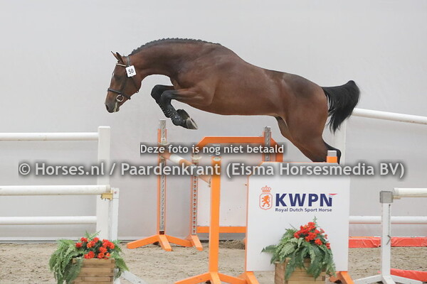 50 N'Oubliez (Comme Prevu x Heaven Angel v. Callahan VDL)