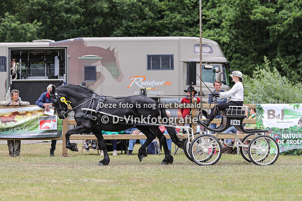 21. Eenspannen tuigpaarden Fries ras damesklasse