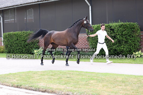 26 Pink VDV (Imposantos x Vegas v,  Negro)