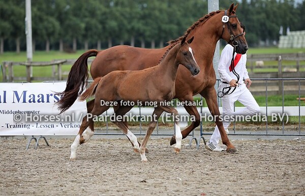 43 O'Dancer A.S. (Secret x Vidermarka v. Fidermark)