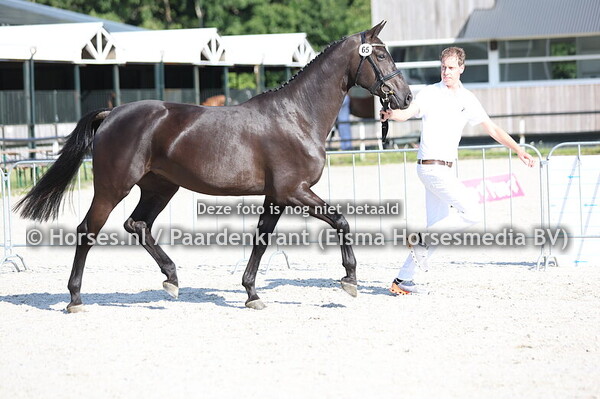 65 Celancara VDL (Chatinue x Leancara v. For Pleasure)