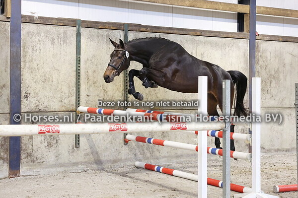 4 Sky Queen (Mees vd Watermolen x Lucky Queen v. Arezzo)