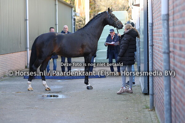 35 Silverstone (Jovian x Glock's Toto jr)