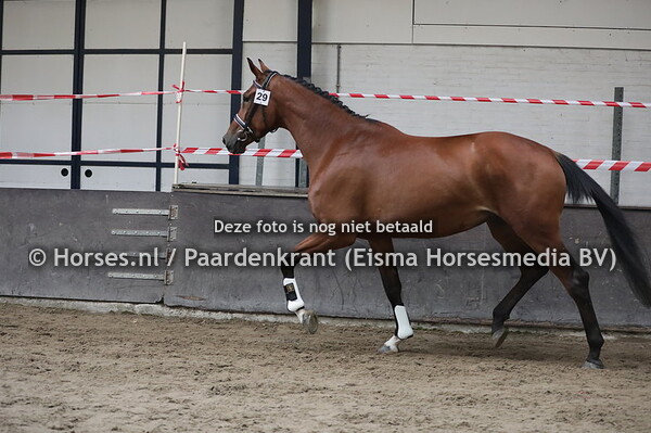 29 Lizanora (Ferdeaux x Diora v. Vivaldi)