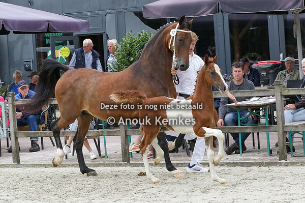 017 - US ANGEL OLYMPUS HS X CIZANDRO A.H. YDEMA, WYTGAARD