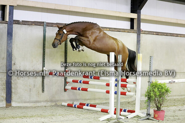 07-05-22 Stamboekkeuring IJsselmuiden