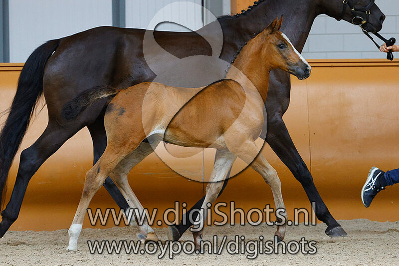 Ranger R v. Bustique