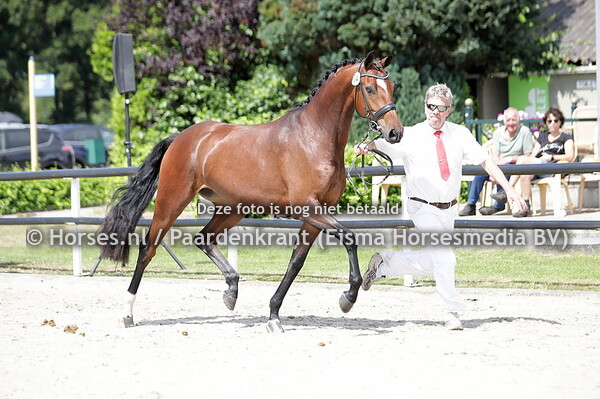 16-07-22 KWPN CK Friesland Harich